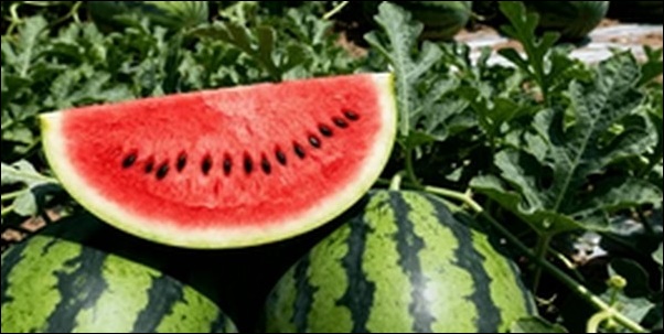 スイカ狩り体験談！率直な感想と気付きと教訓15選【千葉県富津市】